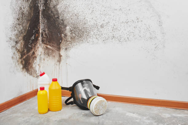 Best DIY Mold Remediation Support Services in Dorneyville, PA