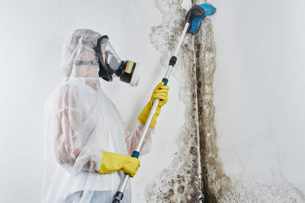 Best Commercial Mold Remediation in Dorneyville, PA