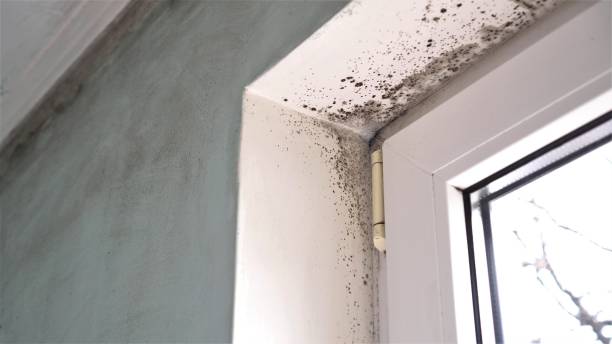 Best Industrial Mold Remediation in Dorneyville, PA